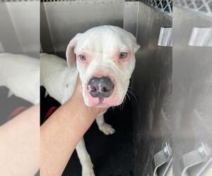 American Pit Bull Terrier-Unknown Mix Dogs for adoption in Pearland, TX, USA