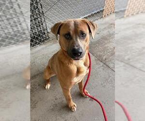 Mutt Dogs for adoption in Palmetto, FL, USA