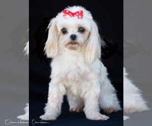 Maltese Dogs for adoption in Phelan, CA, USA