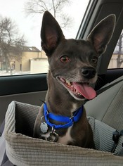 Medium Photo #1 Chiweenie Puppy For Sale in Fargo, ND, USA