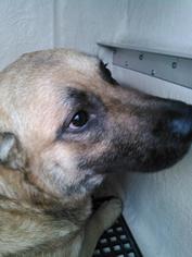 Medium Photo #1 German Shepherd Dog-Unknown Mix Puppy For Sale in San Antonio, TX, USA