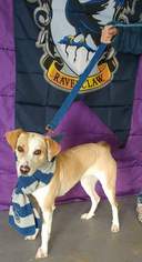 Medium Photo #1 Beagle-Unknown Mix Puppy For Sale in Trenton, MO, USA