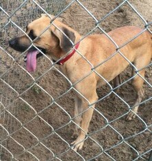 Small Black Mouth Cur-Boxer Mix
