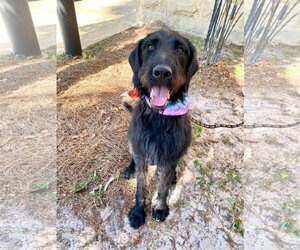 Irish Wolfhound-Unknown Mix Dogs for adoption in Mobile, AL, USA