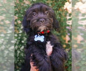 Shih Tzu Dogs for adoption in Corona, CA, USA