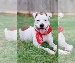Bulloxer Dogs for adoption in McKinney, TX, USA