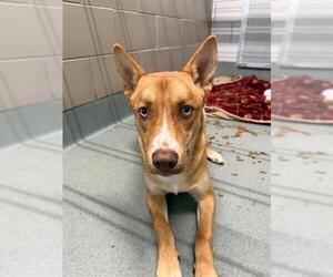 Siberian Husky-Unknown Mix Dogs for adoption in Baytown, TX, USA