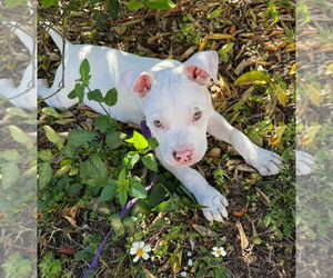 American Bulldog-Unknown Mix Dogs for adoption in Sanford, FL, USA