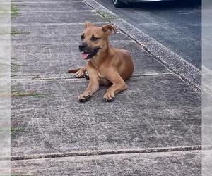 Black Mouth Cur-Unknown Mix Dogs for adoption in San Antonio, TX, USA