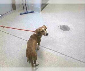 Beagle-Unknown Mix Dogs for adoption in Tallahassee, FL, USA