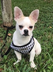 American Bullnese Dogs for adoption in Davie, FL, USA