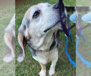 Beagle-Unknown Mix Dogs for adoption in Atlanta, GA, USA