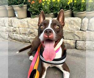 American Pit Bull Terrier-Unknown Mix Dogs for adoption in Las Vegas, NV, USA