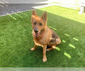 German Shepherd Dog-Unknown Mix Dogs for adoption in Moreno Valley, CA, USA