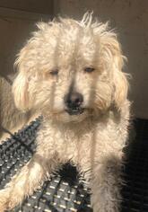 Poodle (Standard) Dogs for adoption in San Antonio, TX, USA