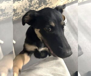 German Pinscher-Unknown Mix Dogs for adoption in Rockaway, NJ, USA