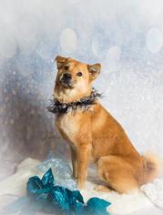 View Ad Chow Chow Shiba Inu Mix Dog For Adoption Near Texas