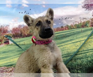 German Shepherd Dog-Unknown Mix Dogs for adoption in Moreno Valley, CA, USA