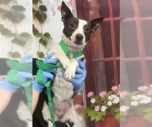 Rat Terrier Dogs for adoption in San Bernardino, CA, USA