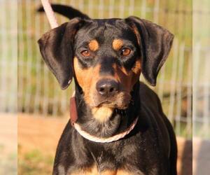 Black and Tan Coonhound-German Pinscher Mix Dogs for adoption in Lovingston, VA, USA