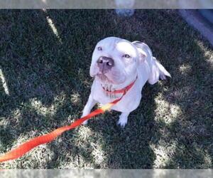 American Bulldog Dogs for adoption in Houston, TX, USA
