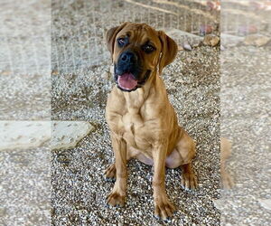 Boxer Dogs for adoption in Austin, TX, USA