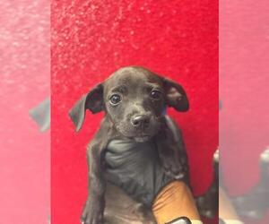 Chihuahua-Unknown Mix Dogs for adoption in Visalia, CA, USA