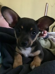 Medium Photo #1 Chiweenie Puppy For Sale in Pearland, TX, USA