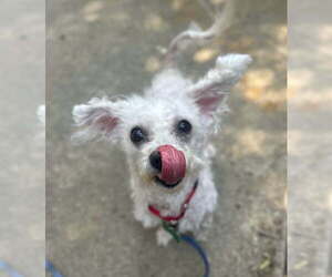 Poodle (Miniature)-Unknown Mix Dogs for adoption in Davis, CA, USA