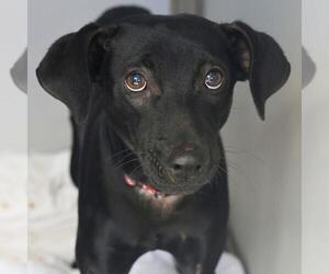 Mutt Dogs for adoption in San Antonio, TX, USA