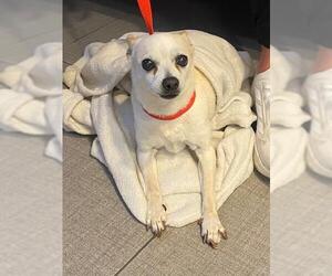 Chihuahua Dogs for adoption in Rancho Cucamonga, CA, USA