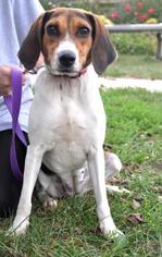 Beagle-Unknown Mix Dogs for adoption in Northbrook, IL, USA