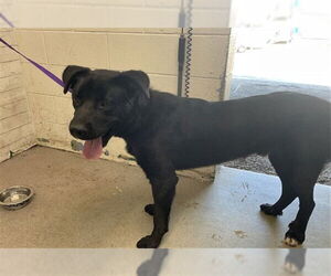 Labrador Retriever-Unknown Mix Dogs for adoption in San Bernardino, CA, USA