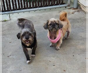 Pug-Shih Tzu Mix Dogs for adoption in Imperial Beach, CA, USA