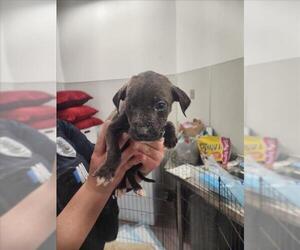 Chihuahua Dogs for adoption in Tracy, CA, USA