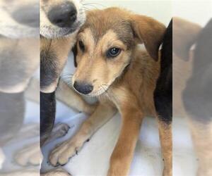 German Shepherd Dog-Unknown Mix Dogs for adoption in Houston, TX, USA