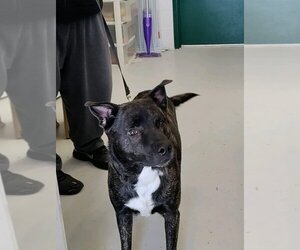 Akita-Border Collie Mix Dogs for adoption in Mt. Gilead, OH, USA