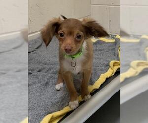 Dachshund Dogs for adoption in Washougal, WA, USA