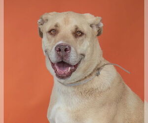 Labrador Retriever Dogs for adoption in Pasadena, CA, USA