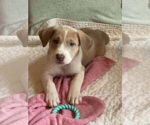 Mutt Dogs for adoption in Westwood, NJ, USA