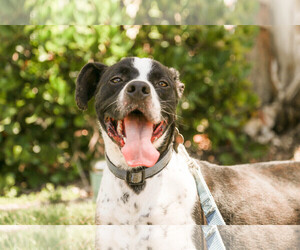 Basston Dogs for adoption in El Cajon, CA, USA