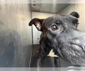 American Staffordshire Terrier Dogs for adoption in San Antonio, TX, USA