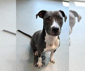 American Pit Bull Terrier Dogs for adoption in Baytown, TX, USA