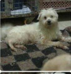 Maltese Dogs for adoption in Bronx, NY, USA