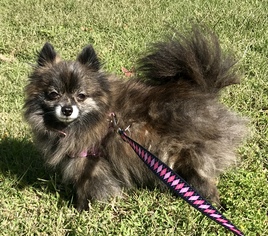 Pomeranian Dogs for adoption in Atwood, CA, USA