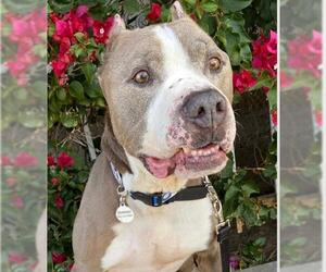 American Pit Bull Terrier Dogs for adoption in Marina Del Rey, CA, USA