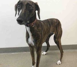 Whippet Dogs for adoption in Royal Palm Beach, FL, USA