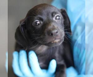 Mutt Dogs for adoption in San Antonio, TX, USA