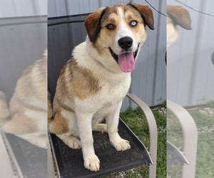 Siberian Husky Dogs for adoption in Evansville, IN, USA