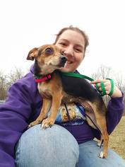 Chiweenie Dogs for adoption in Tenafly, NJ, USA